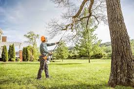 Best Tree Risk Assessment  in Solon, IA