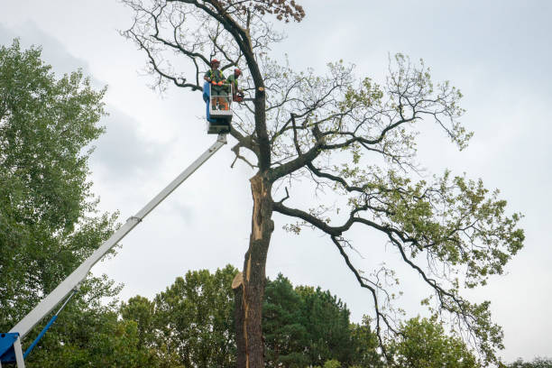  Solon, IA Tree Services Pros