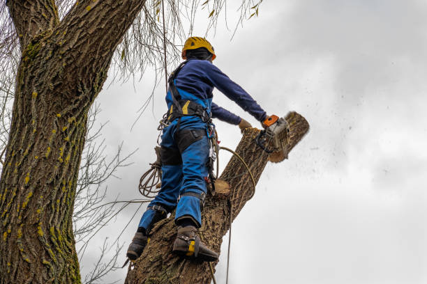 Best Hazardous Tree Removal  in Solon, IA