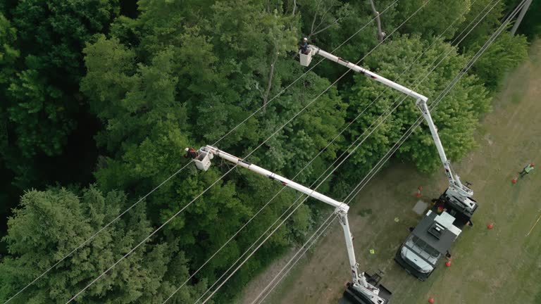 Best Root Management and Removal  in Solon, IA