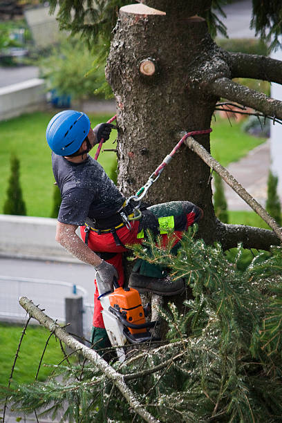 Best Arborist Consultation Services  in Solon, IA